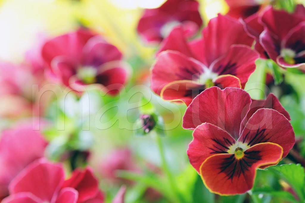 Фотообои Яркие красные цветы